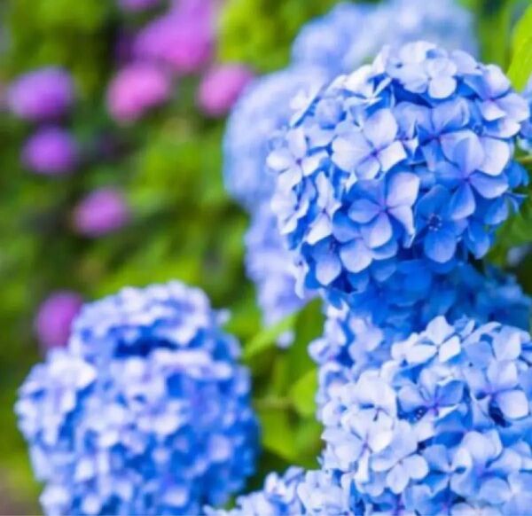 紫陽花 青 挿し穂 4本