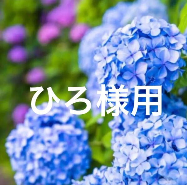 ひろ様用 紫陽花 青 挿し穂
