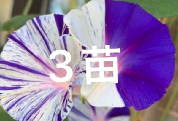 変化朝顔 江戸風情 3苗プラスオマケ
