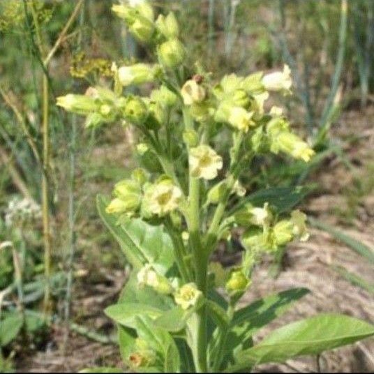 ニコチアナ ルスティカ 種子50粒以上 タバコの花