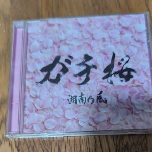 ガチ桜/湘南乃風