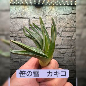 【アガベ】笹の雪 カキコ ※同格品送付