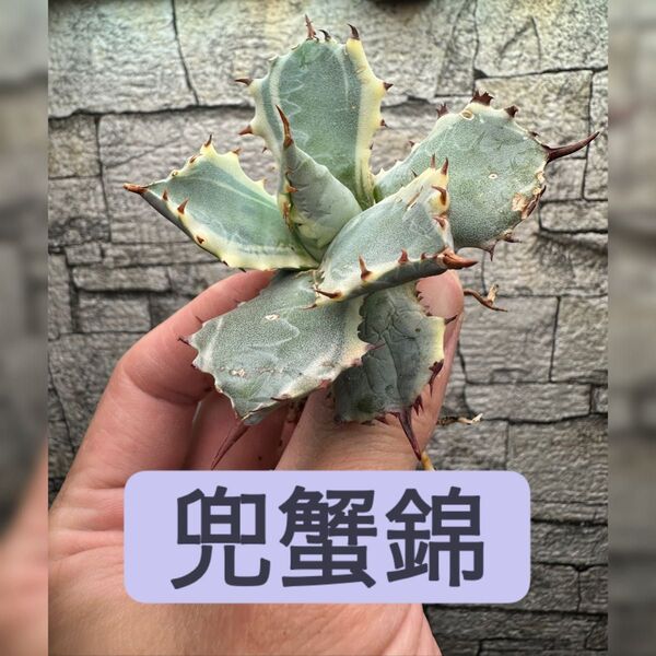 【アガベ】兜蟹錦 ※同等品送付