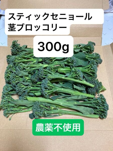 【朝どり】スティックセニョール 茎ブロッコリー 300g 農薬不使用