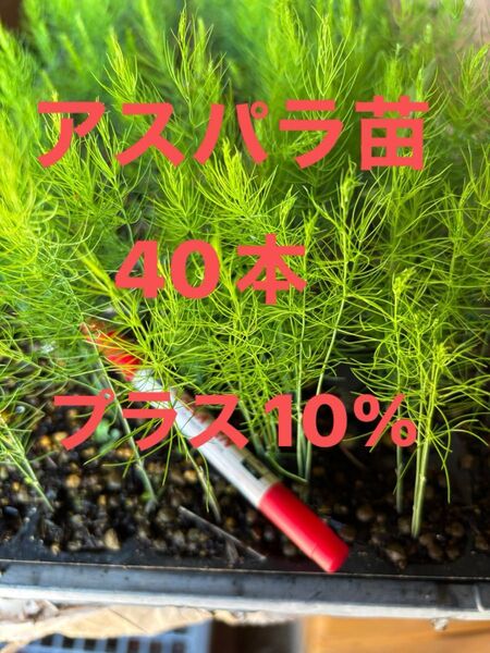 アスパラ苗 2025年4月にタネまき 栽培期間中農薬不使用 保湿して発送します アスパラガス野菜苗