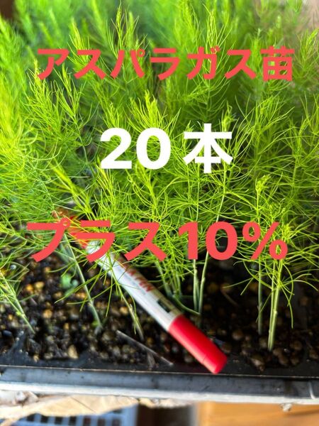 アスパラ苗 2025年4月にタネまき 栽培期間中農薬不使用 保湿して発送します アスパラガス野菜苗