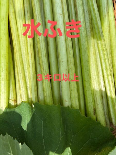 水ふき 茎のみ 栽培期間中農薬 除草剤不使用 ふき フキ 蕗 ご購入後収穫します