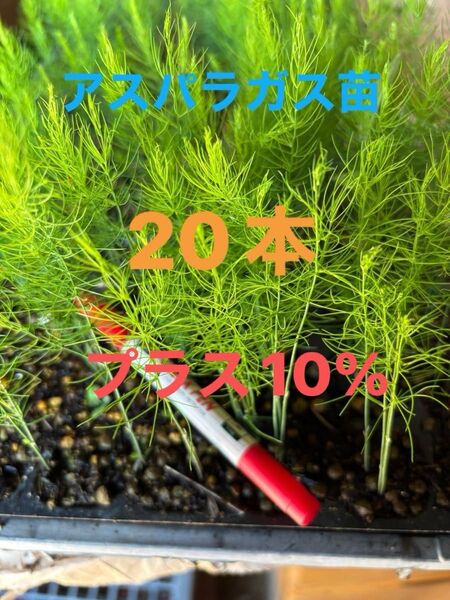 アスパラ苗 2025年4月にタネまき 栽培期間中農薬不使用 保湿して発送します アスパラガス野菜苗