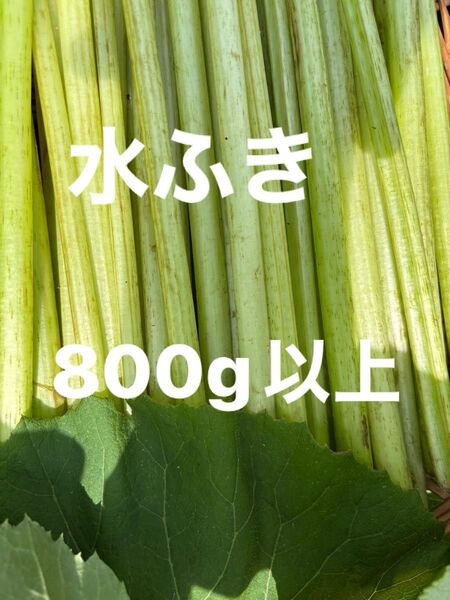 水ふき 茎のみ 栽培期間中農薬 除草剤不使用 ふき フキ 蕗 ご購入後収穫します