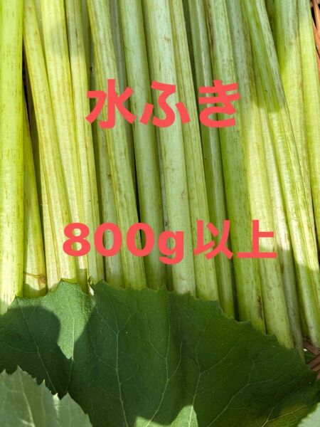 水ふき 茎のみ 栽培期間中農薬 除草剤不使用 ふき フキ 蕗 ご購入後収穫します