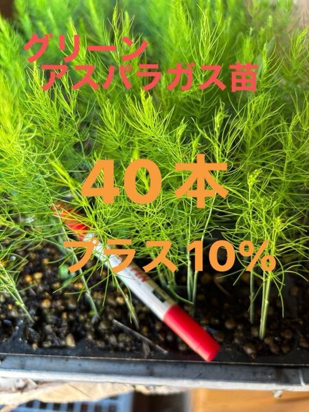 アスパラ苗 2025年4月にタネまき 栽培期間中農薬不使用 保湿して発送します アスパラガス野菜苗