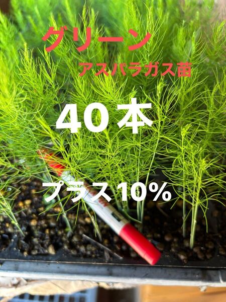 アスパラ苗 2025年4月にタネまき 栽培期間中農薬不使用 保湿して発送します アスパラガス野菜苗