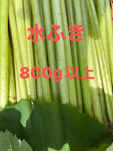 水ふき 茎のみ 栽培期間中農薬 除草剤不使用 ふき フキ 蕗 ご購入後収穫します
