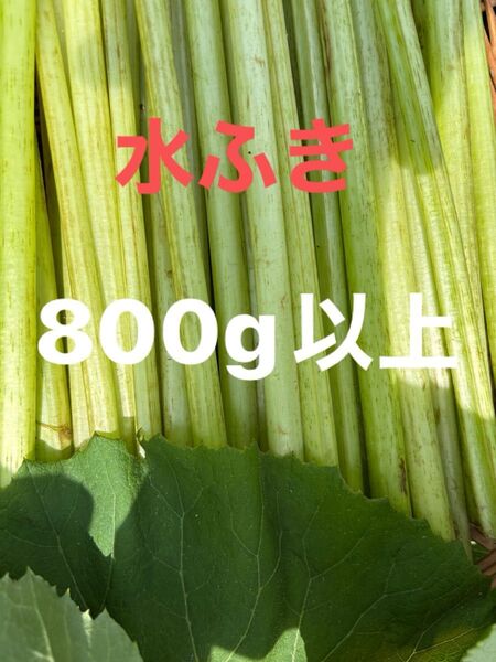 水ふき 茎のみ 栽培期間中農薬 除草剤不使用 ふき フキ 蕗 ご購入後収穫します