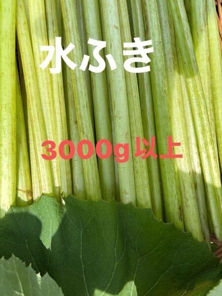 水ふき 茎のみ 栽培期間中農薬 除草剤不使用 ふき フキ 蕗 ご購入後収穫します