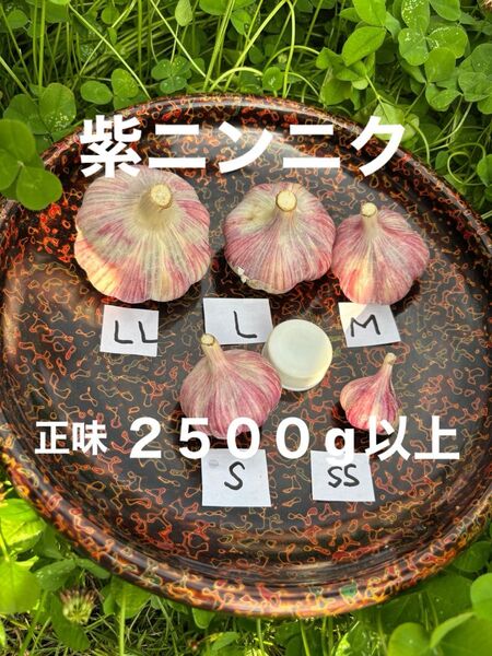 ニンニク(皮が薄紫)栽培期間中農薬不使用 除草剤不使用 サイズバラバラ