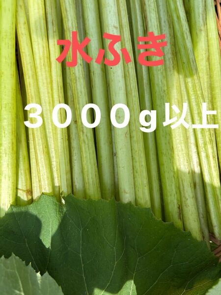 水ふき 茎のみ 栽培期間中農薬 除草剤不使用 ふき フキ 蕗 ご購入後収穫します
