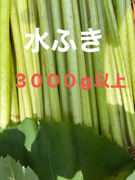 水ふき 茎のみ 栽培期間中農薬 除草剤不使用 ふき フキ 蕗 ご購入後収穫します