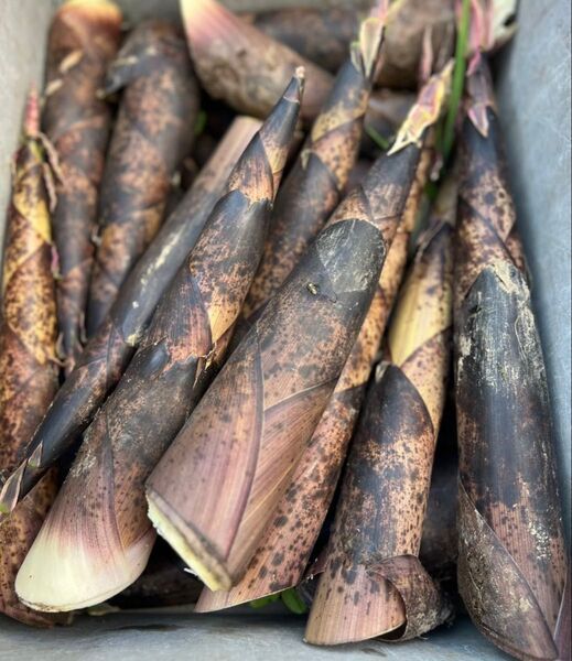 お得 たけのこ 筍 真竹 ハチク 箱込み約5kg 茨城県産 掘りたて