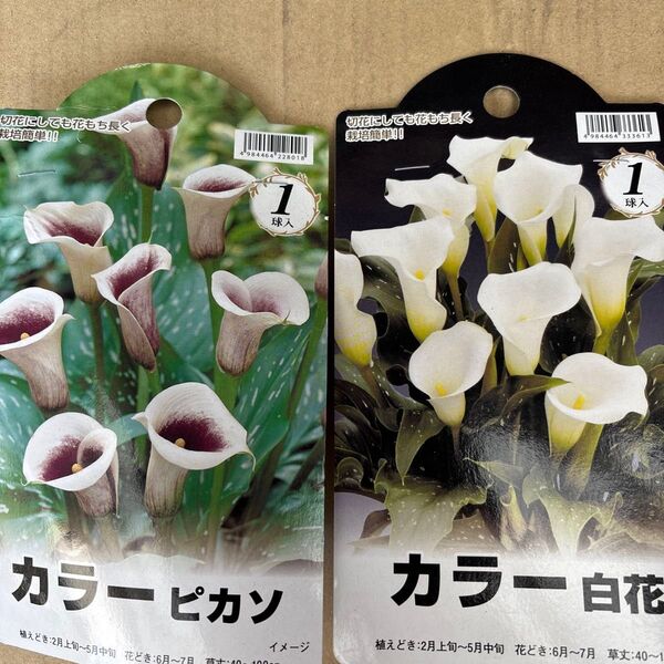 カラー球根 ピカソ&白花 2球