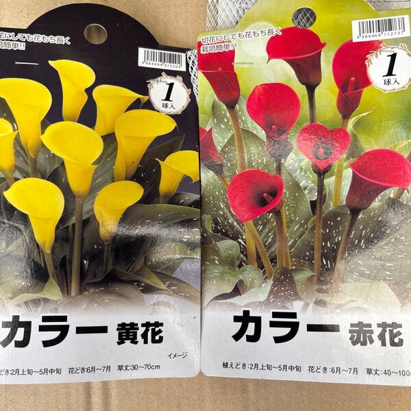 カラー球根 2球