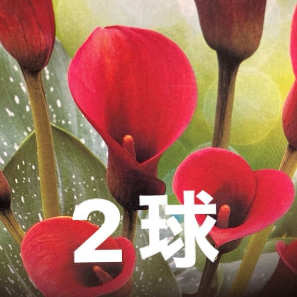 カラー球根 赤花 2球
