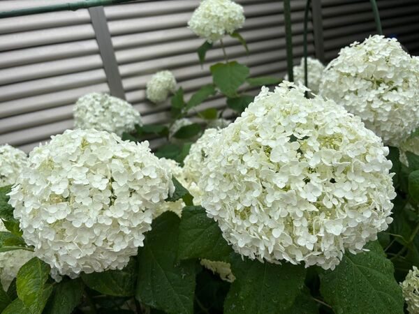 アジサイ苗 アナベル 白花大輪咲 2株
