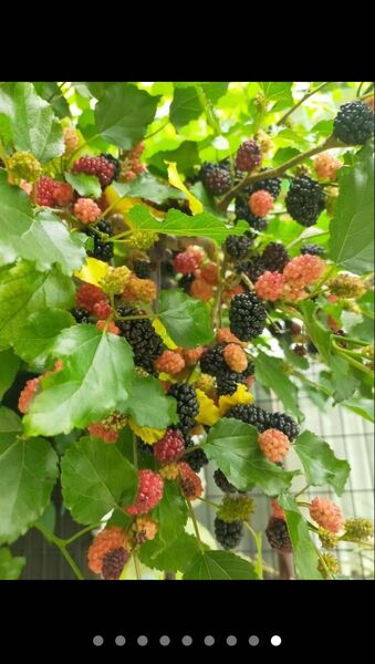 桑の実苗 マルベリー 1株