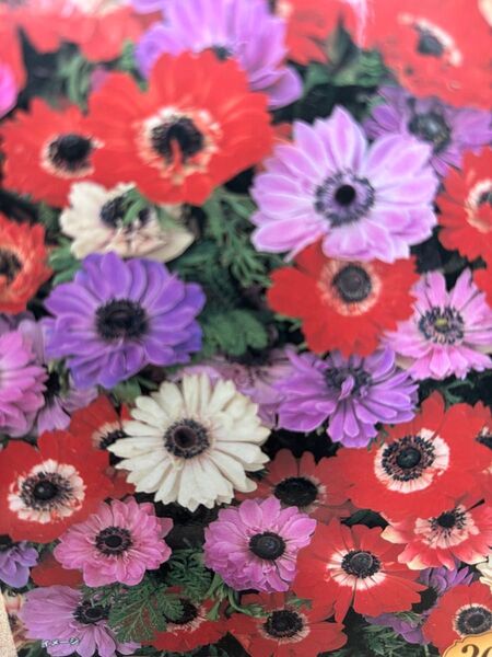 アネモネ球根 八重菊咲 10球