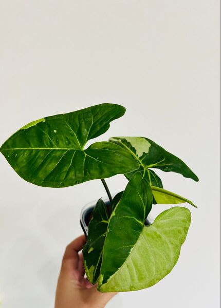 シンゴニウム パンダ ネコチップ植え 観葉植物
