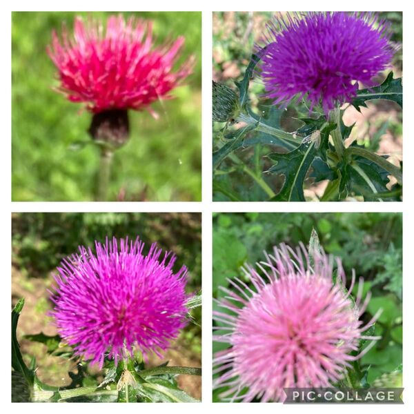 花の種 野あざみ 野アザミ50粒