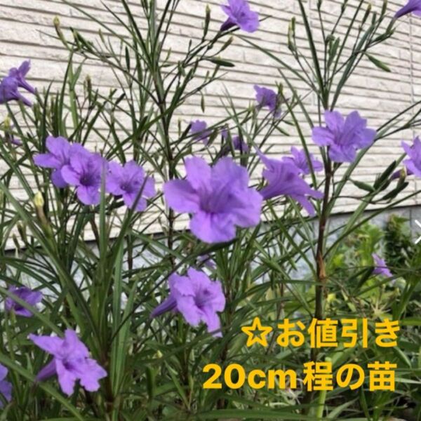 ☆ムラサキルエリア/宿根草♪抜き苗3株ゆうパケットポストミニ発送☆小株1株おまけ