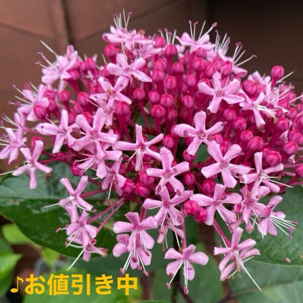 ☆牡丹クサギ/抜き苗☆2株値下げ