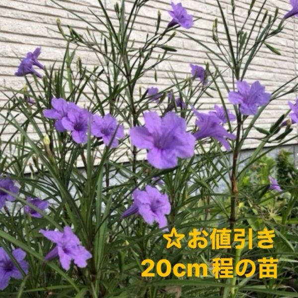 ☆ムラサキルエリア/宿根草♪抜き苗3株ゆうパケットポストミニ発送☆小株1株おまけ