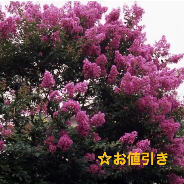☆サルスベリ/苗木*抜き苗1株☆お値引き