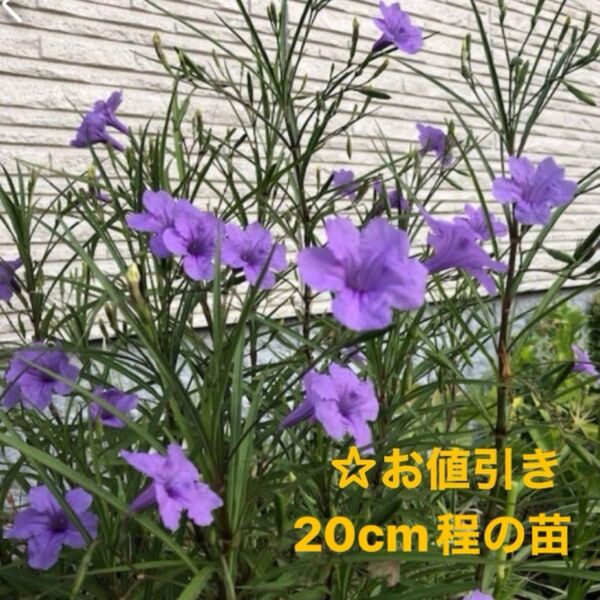 ☆ムラサキルエリア/宿根草♪抜き苗3株ゆうパケットポストミニ発送☆小株1株おまけ