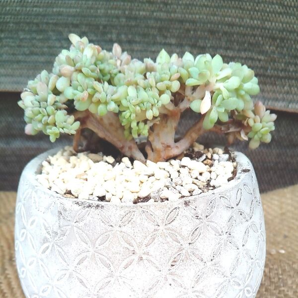 花立田 綴化 せっか 多肉植物