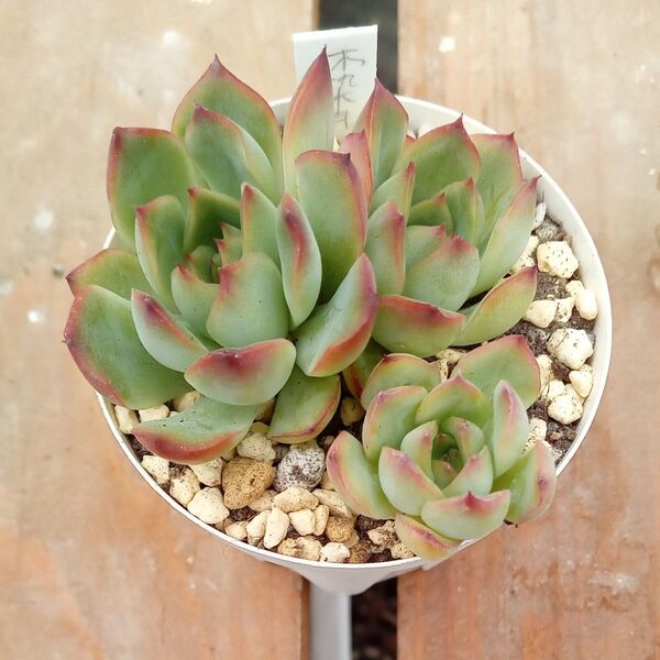 木染月 多肉植物 エケベリア 抜き苗根付き