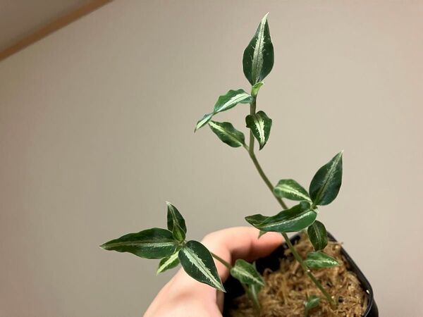アスピドギネアルゲンティア1株