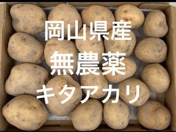 岡山県産 無農薬 新ジャガイモ キタアカリ 1.5キロ コンパクト箱