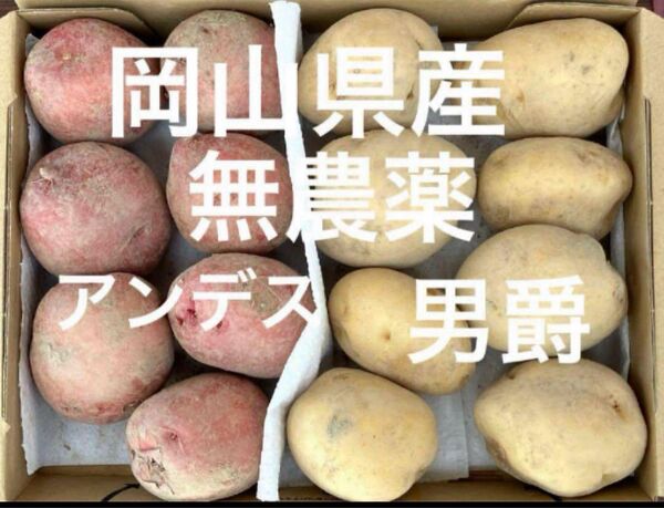 岡山県産 無農薬 新ジャガイモ アンデス 男爵 1.5キロ コンパクト箱 産地直送