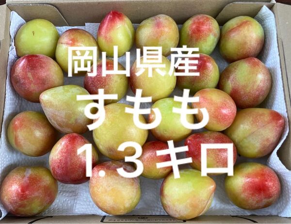 岡山のすもも プラム コンパクト約1.3キロ 6/26収穫 発送