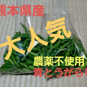 今年もはじめます!熊本県産青唐辛子100g 大人気 辛い おいしい 安心今年もはじめます!熊本県産青唐辛く子100g 大人気 辛い
