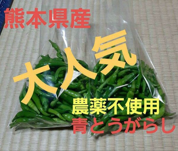 出品再開大人気!今が旬!熊本県産青唐辛子100g 大人気 辛い おいしい 安心