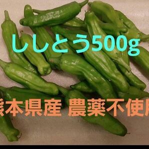 ししとう500g農薬不使用, 農家直送 熊本県産 旬 夏野菜 人気