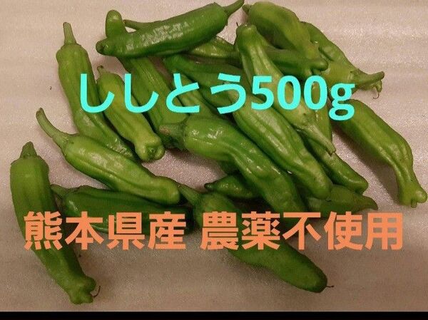 ししとう500g農薬不使用, 農家直送 ネコポスいっぱい!