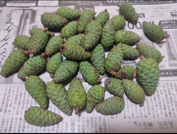 富士山麓産 天然青ぼっくり♪ 200g