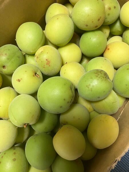 訳あり 梅 愛媛県産 約3.5kg おまけ約1.2kg 無農薬・無選別