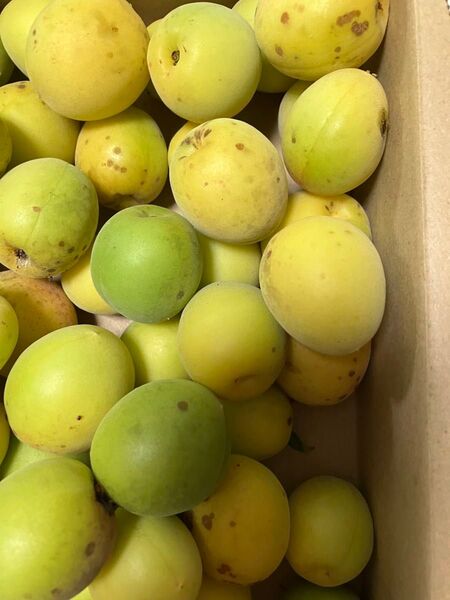 訳あり梅 愛媛県産 無農薬・無選別 完熟 追熟 約6.5kg