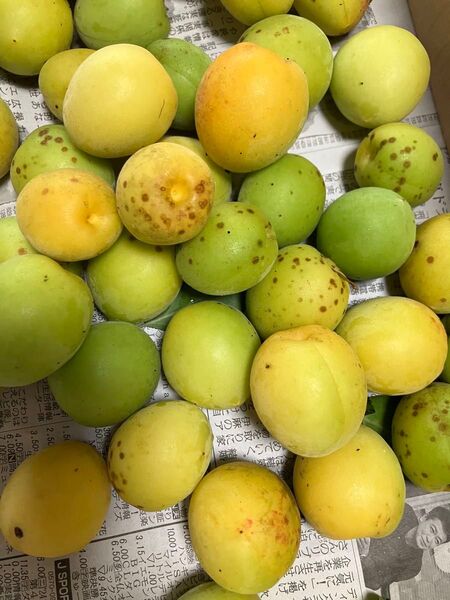 梅 愛媛県産 完熟・追熟 無農薬・無選別 約1.2kg